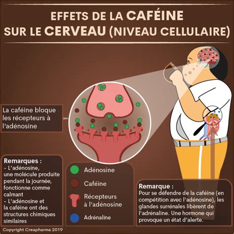 La Caféine Supprime-T-Elle L'Appétit?